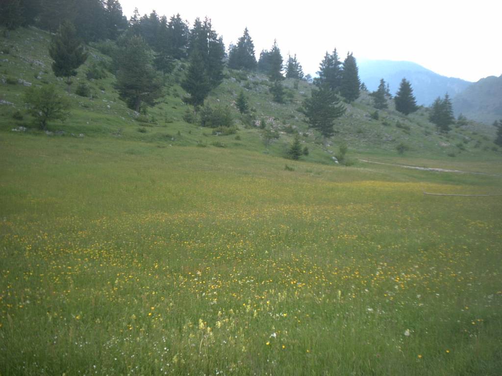 horská louka
